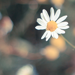 在线短信云呼网