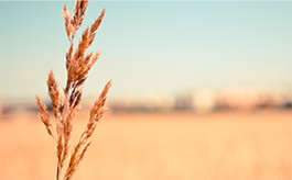 有稳定供应的电话呼叫轰炸app